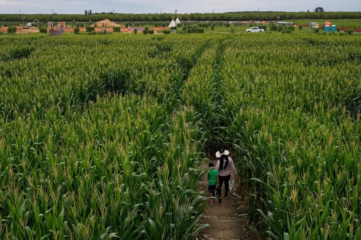 Two people walking through a tall corn field with rural farmhouses visible in the distance under a clear sky